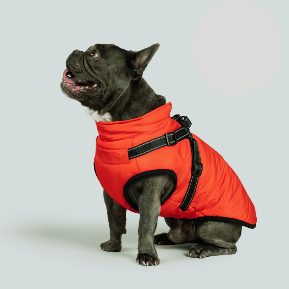 UrbanPaws™ - Stijl Ontmoet Functie: Het Ultieme Winter Essentieel Voor Je Hond