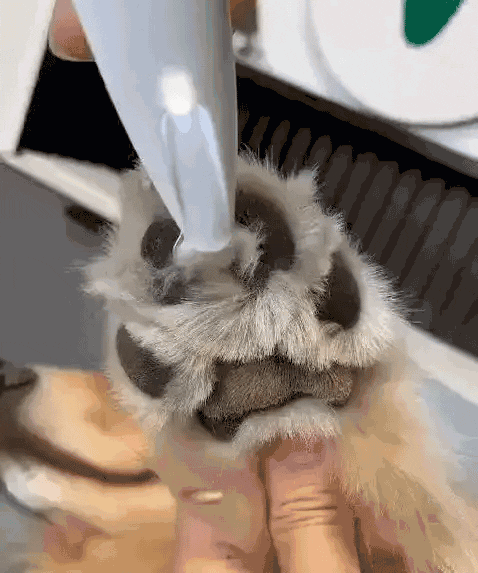 GroomBuddy™ – De Ultieme Trimmer voor een Zachte en Gladde Vacht